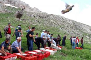 Göksun’da Kınalı keklikler doğayla buluştu!