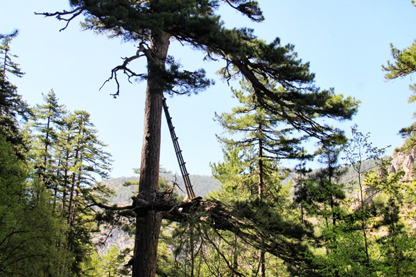 Göksun Ormanlarında Merdivenli Asırlık Çam Ağacı!