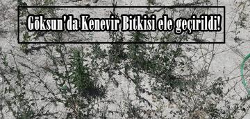 Göksun’da Kenevir Bitkisi ele geçirildi!