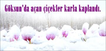 Göksun’da açan çiçekler karla kaplandı.