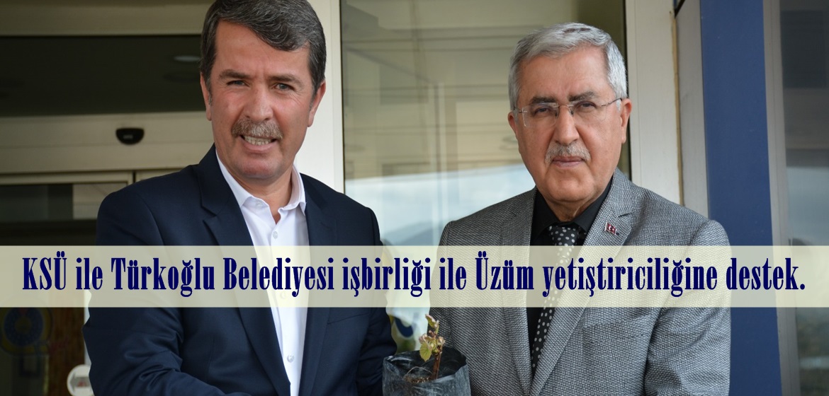 KSÜ ile Türkoğlu Belediyesi işbirliği ile Üzüm yetiştiriciliğine destek.