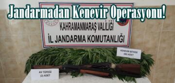 Jandarmadan Kenevir Operasyonu!