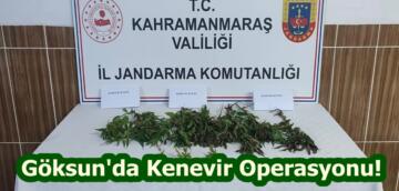 Göksun’da Kenevir Operasyonu!