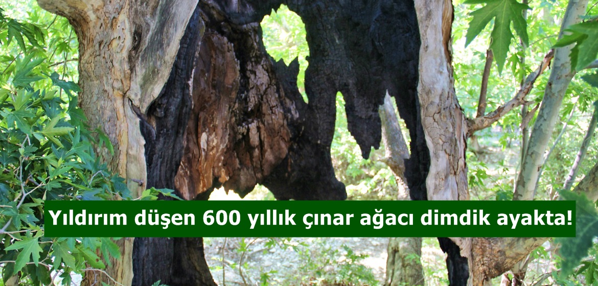 Yıldırım düşen 600 yıllık çınar ağacı dimdik ayakta!
