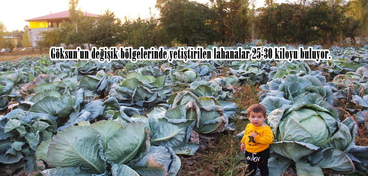 Göksun’un değişik bölgelerinde yetiştirilen lahanalar 25-30 kiloyu buluyor.
