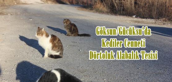 Göksun/Gücüksu’da Kediler Cenneti/Dörtoluk Alabalık Tesisi.