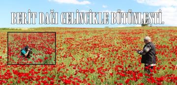 BERİT DAĞI GELİNCİKLE BÜTÜNLEŞTİ.