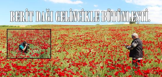 BERİT DAĞI GELİNCİKLE BÜTÜNLEŞTİ.