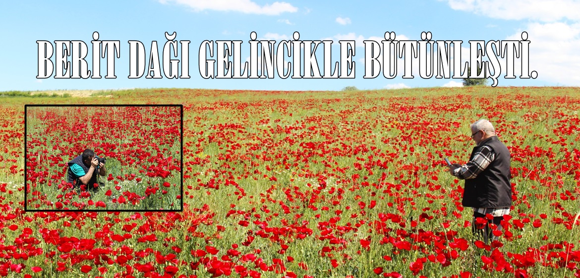 BERİT DAĞI GELİNCİKLE BÜTÜNLEŞTİ.