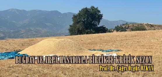 BUĞDAY VE ARPA HASADIYLA BİRLİKTE KRİTİK SEZON!
